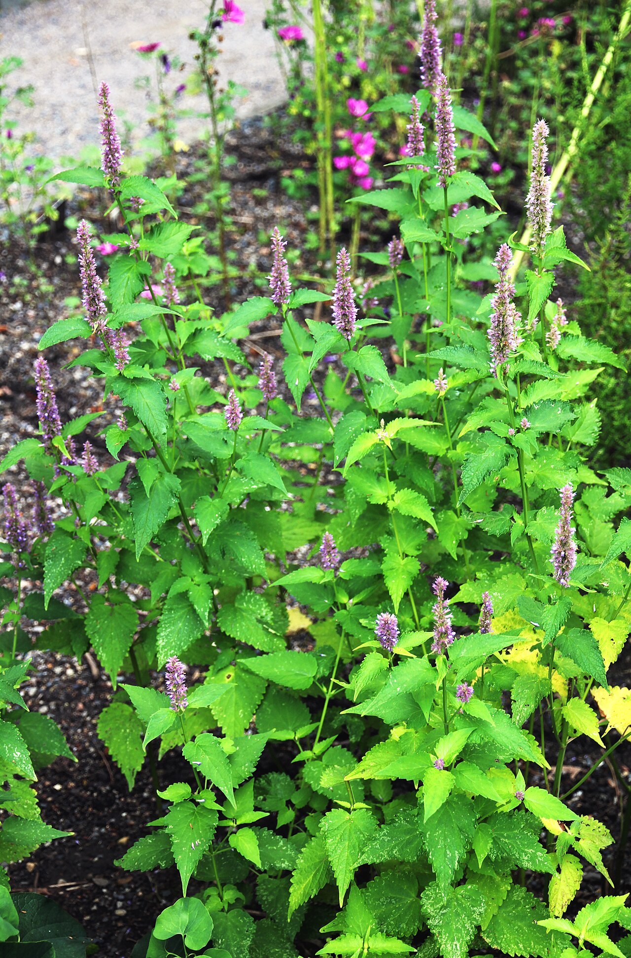 Agastache mexicana: Plant with flowers Agastache mexicana from the Botanical Gardens of Charles University , Prague , Czech Republic