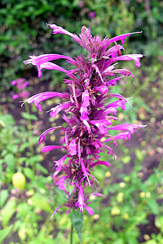 Agastache mexicana: Originating in Mexico and the southern U.S. Under the name of Toronjil Morado it finds folk medicine application for stomach pains. Jardin Etnobotanico, Cuernav