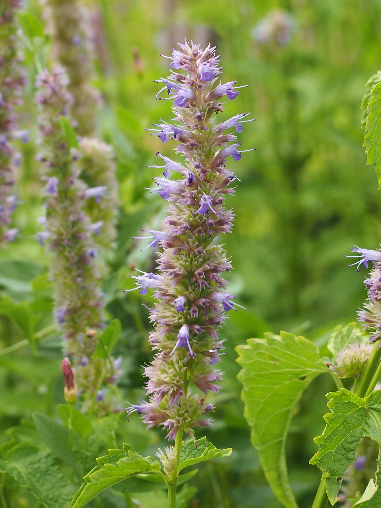 Agastache mexicana: Mexican giant hyssop ( Agastache mexicana ) inflorescences, plant cultivated in Wrocław University Botanical Garden, Wrocław, Poland.