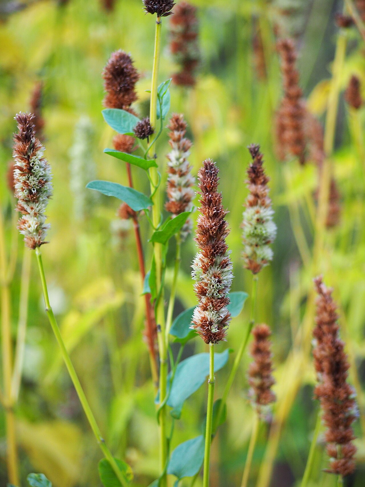 Agastache mexicana: Kłosowiec meksykański Agastache mexicana , okaz uprawiany. Ogród Botaniczny Uniwersytetu Wrocławskiego, Wrocław, Polska.