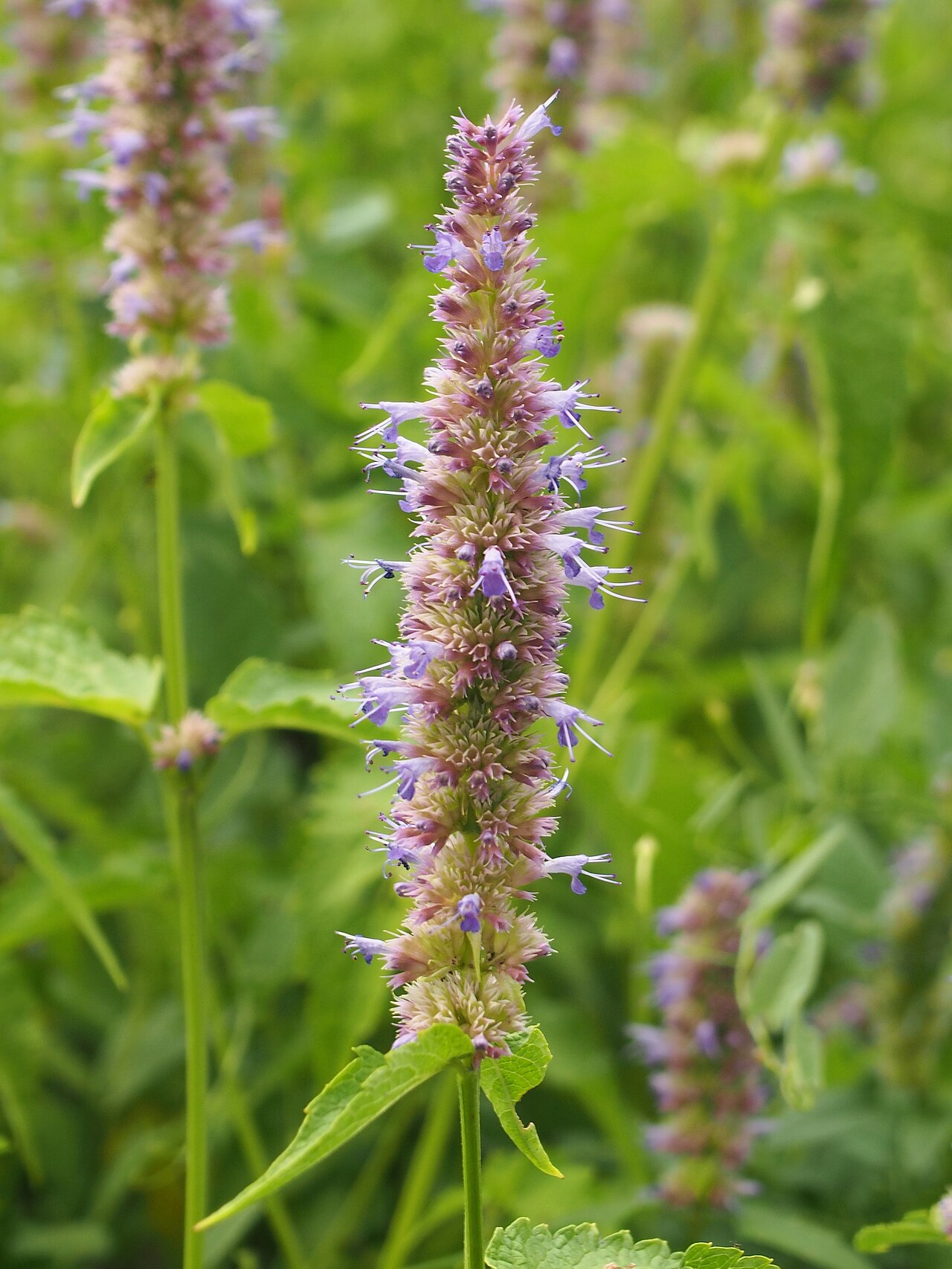 Agastache mexicana: Mexican giant hyssop ( Agastache mexicana ) inflorescences, plant cultivated in Wrocław University Botanical Garden, Wrocław, Poland.