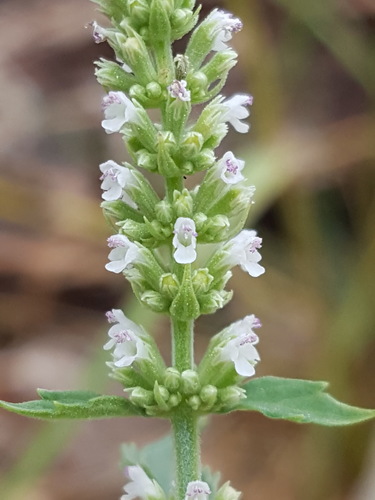 White giant hyssop (Agastache micrantha)