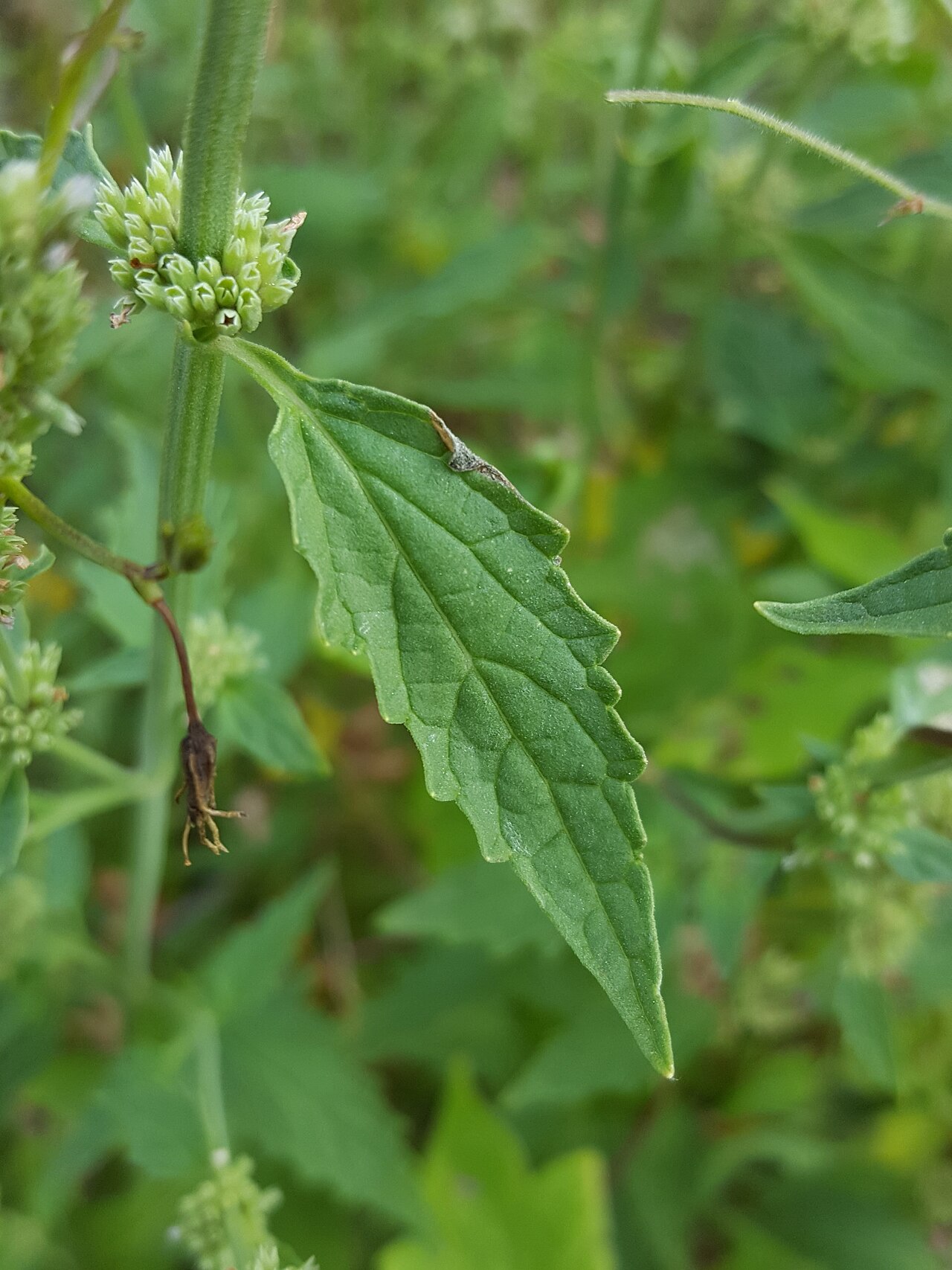White giant hyssop: Agastache micrantha micrantha in the United States