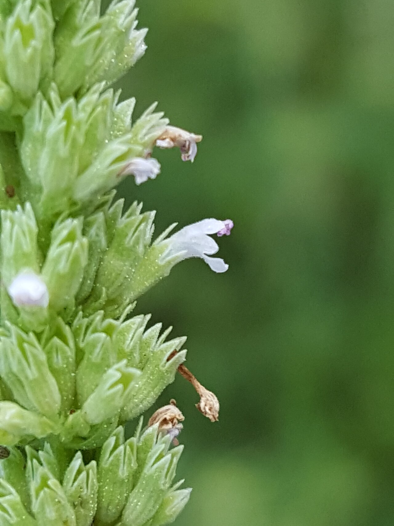 White giant hyssop: Agastache micrantha micrantha in the United States