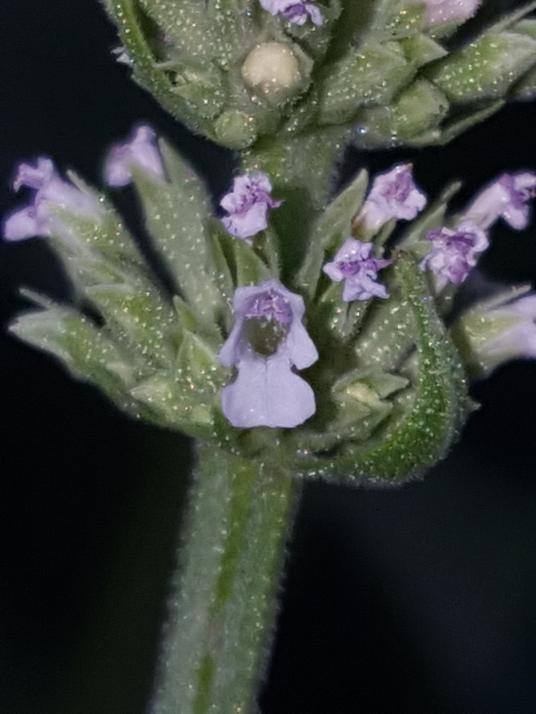 White giant hyssop (Agastache micrantha)