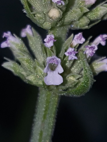 White giant hyssop (Agastache micrantha)