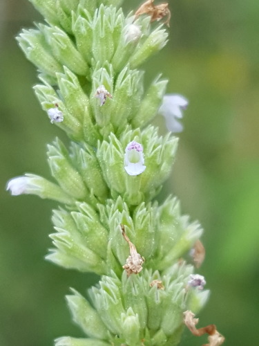 White giant hyssop (Agastache micrantha)