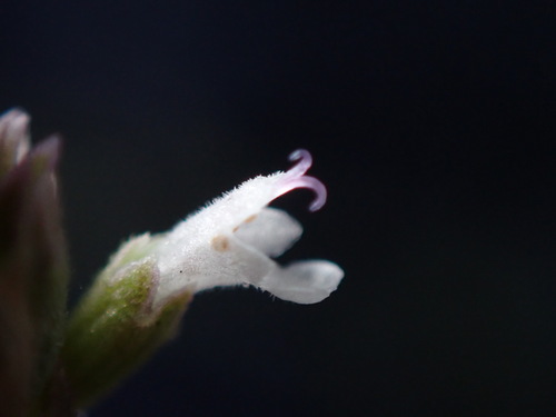 White giant hyssop (Agastache micrantha)