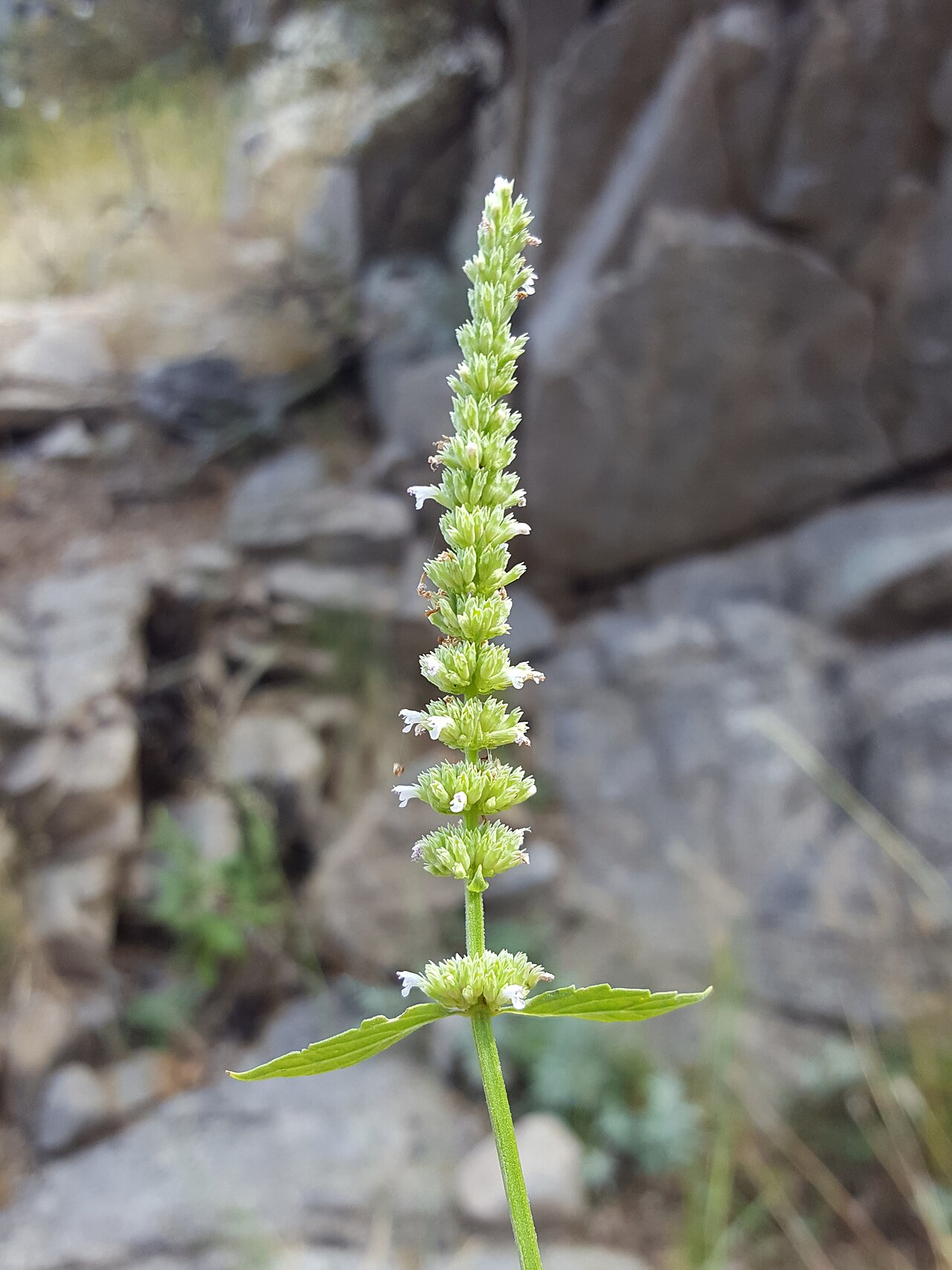 White giant hyssop: Agastache micrantha micrantha in the United States
