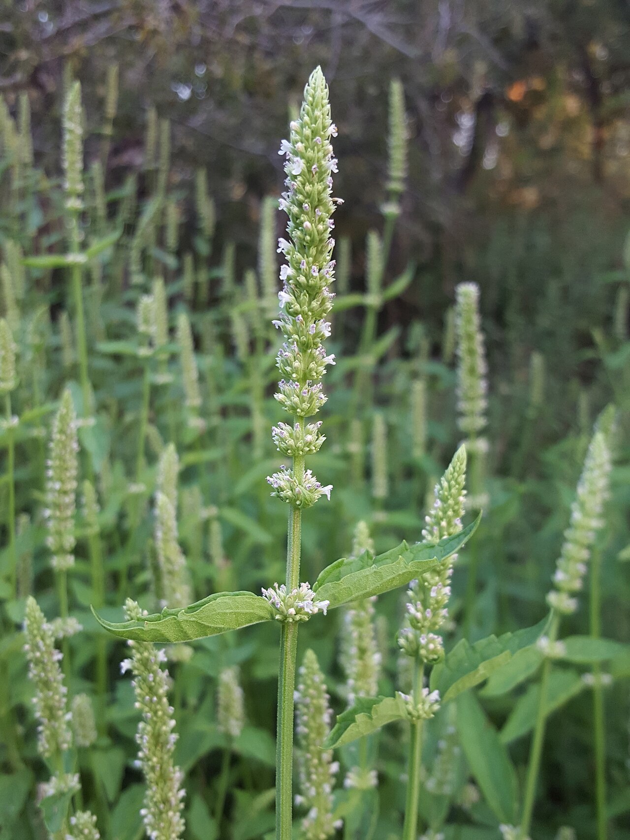 White giant hyssop: Agastache micrantha micrantha in the United States