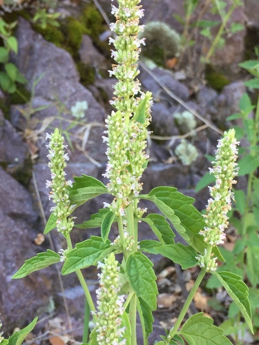 White giant hyssop (Agastache micrantha)