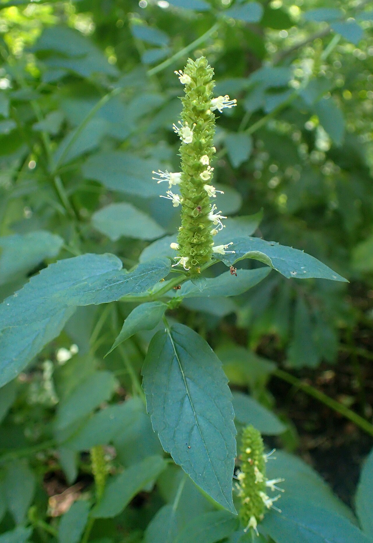 Yellow giant hyssop: Agastache nepetoides in the Missouri Botanical Garden, St. Louis