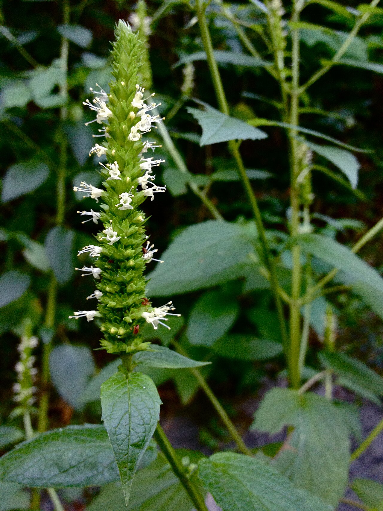 Yellow giant hyssop: Photo of Agastache nepetoides in flower. This is a native plant growing wild in River Bend Park, Fairfax county Virginia, USA. This species is a member of the L