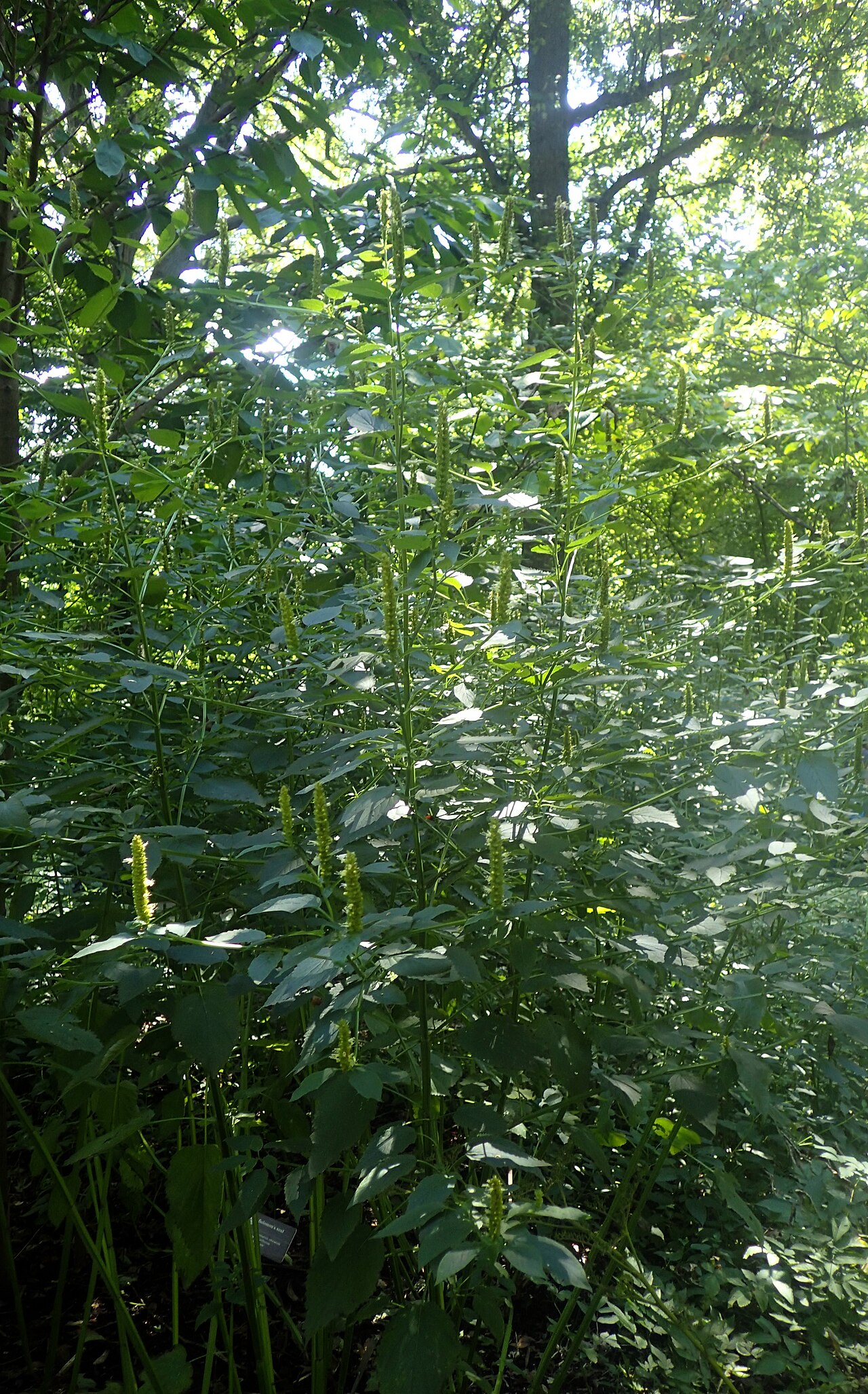 Yellow giant hyssop: Agastache nepetoides in the Missouri Botanical Garden, St. Louis