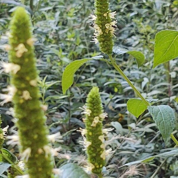 Yellow giant hyssop (Agastache nepetoides)