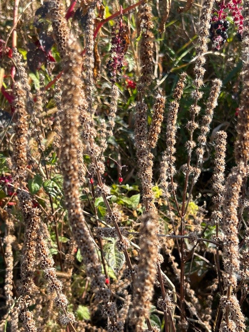 Yellow giant hyssop (Agastache nepetoides)