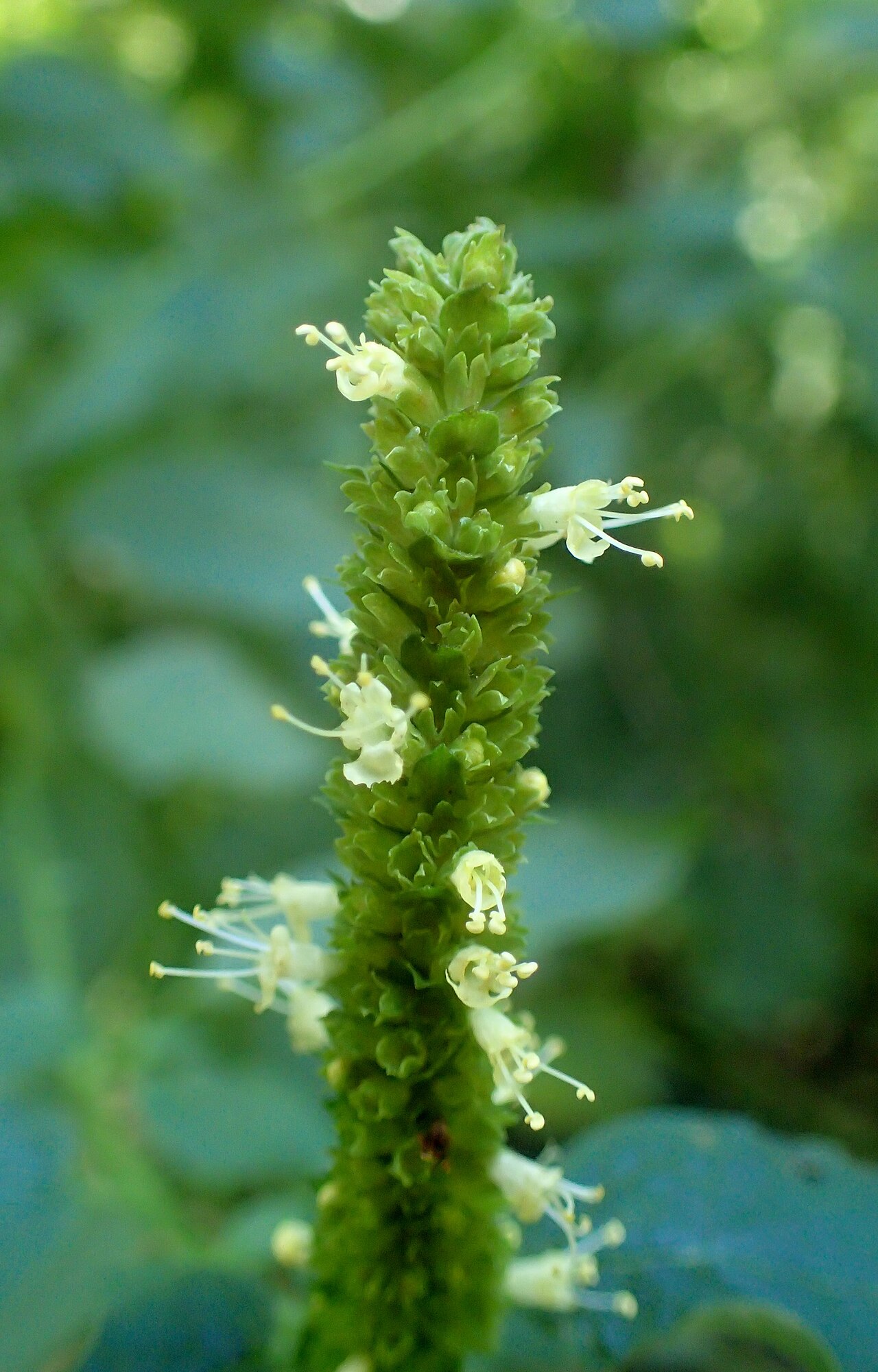 Yellow giant hyssop: Agastache nepetoides in the Missouri Botanical Garden, St. Louis