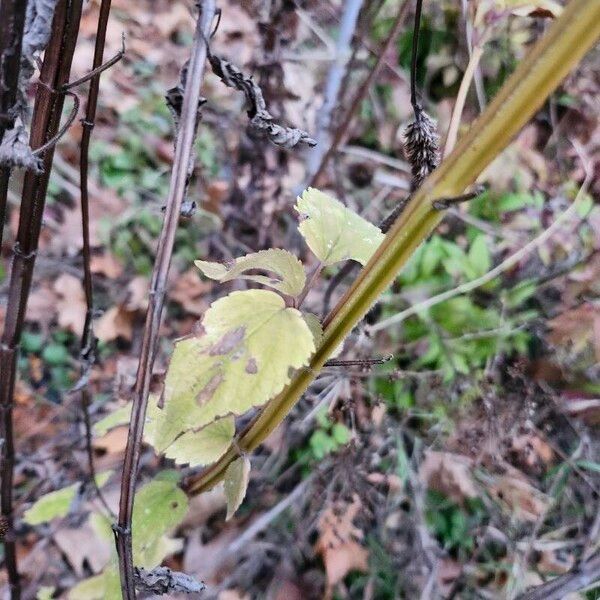 Yellow giant hyssop (Agastache nepetoides)