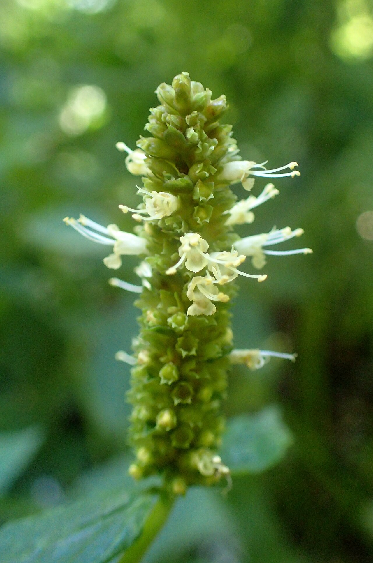 Yellow giant hyssop: Agastache nepetoides in the Missouri Botanical Garden, St. Louis