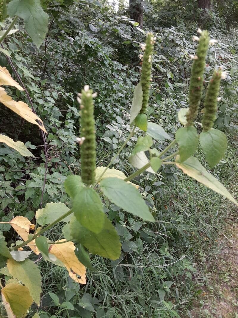 Yellow giant hyssop (Agastache nepetoides)