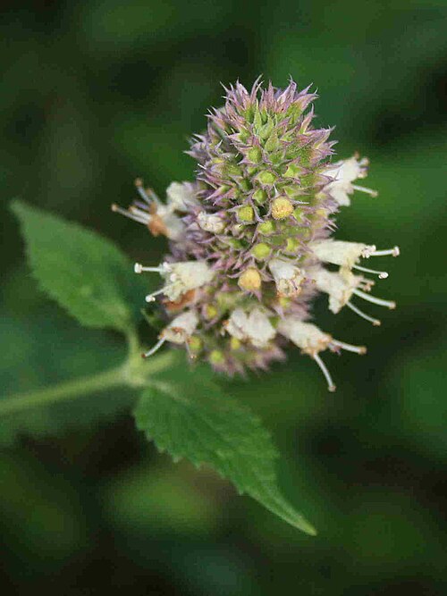 Western giant hyssop: Image of a blooming giant hysop