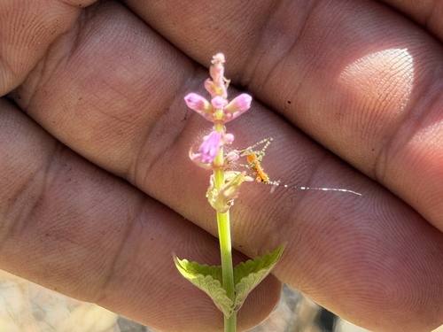 Pale giant hyssop (Agastache pallida)