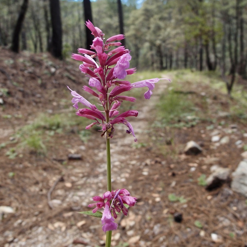 Pale giant hyssop (Agastache pallida)