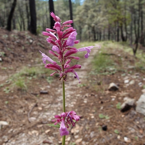 Pale giant hyssop (Agastache pallida)