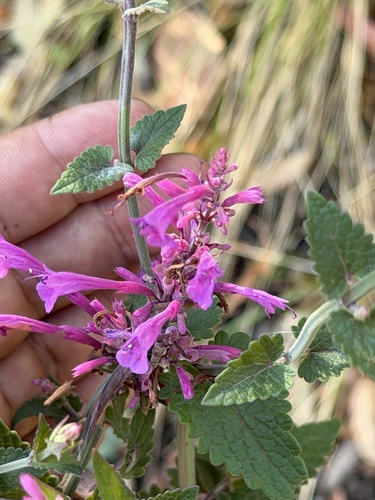 Pale giant hyssop (Agastache pallida)