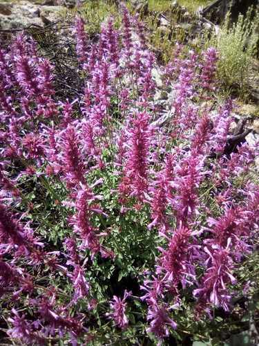 Pale giant hyssop (Agastache pallida)
