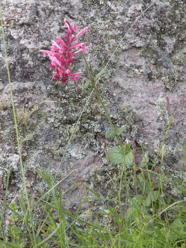 Pale giant hyssop (Agastache pallida)