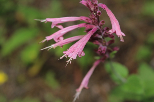Pale giant hyssop (Agastache pallida)
