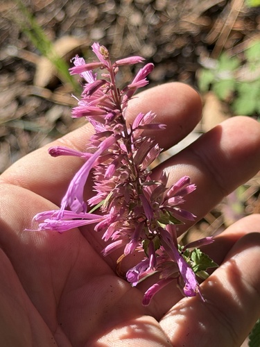 Pale giant hyssop (Agastache pallida)