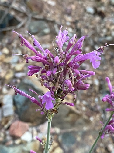 Pale giant hyssop (Agastache pallida)