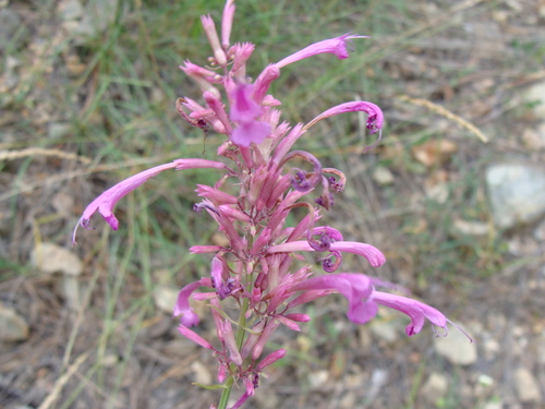 Pale giant hyssop (Agastache pallida)