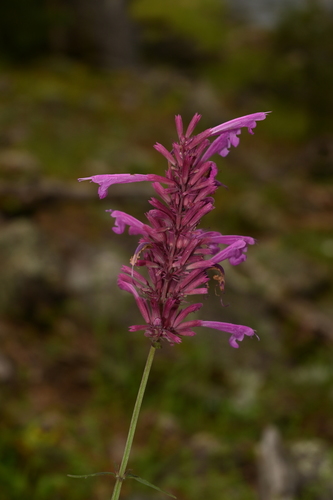 Pale giant hyssop (Agastache pallida)