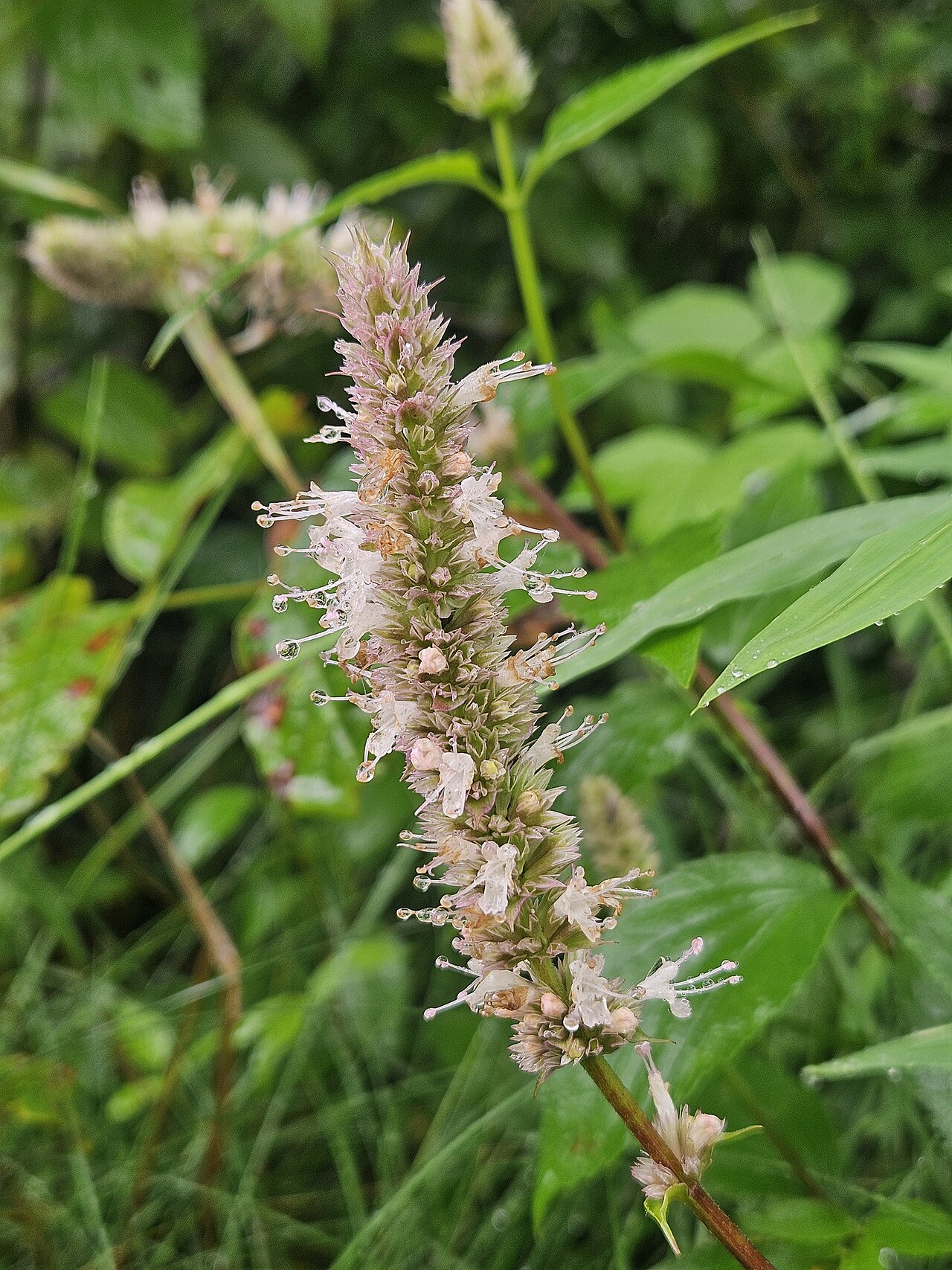Purple giant hyssop: Purple giant hyssop ( Agastache scrophulariifolia ) in the United States