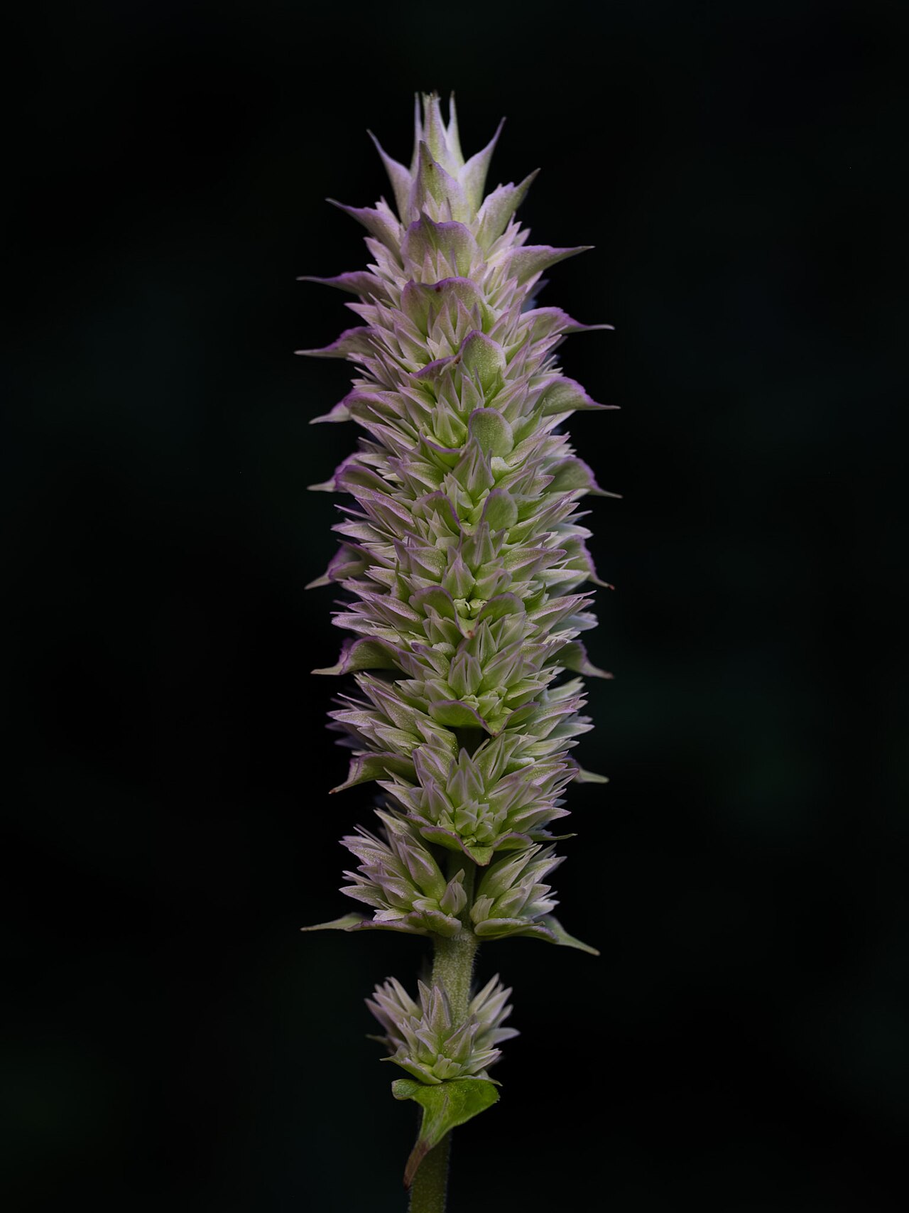 Purple giant hyssop: Purple giant hyssop ( Agastache scrophulariifolia ) in the United States