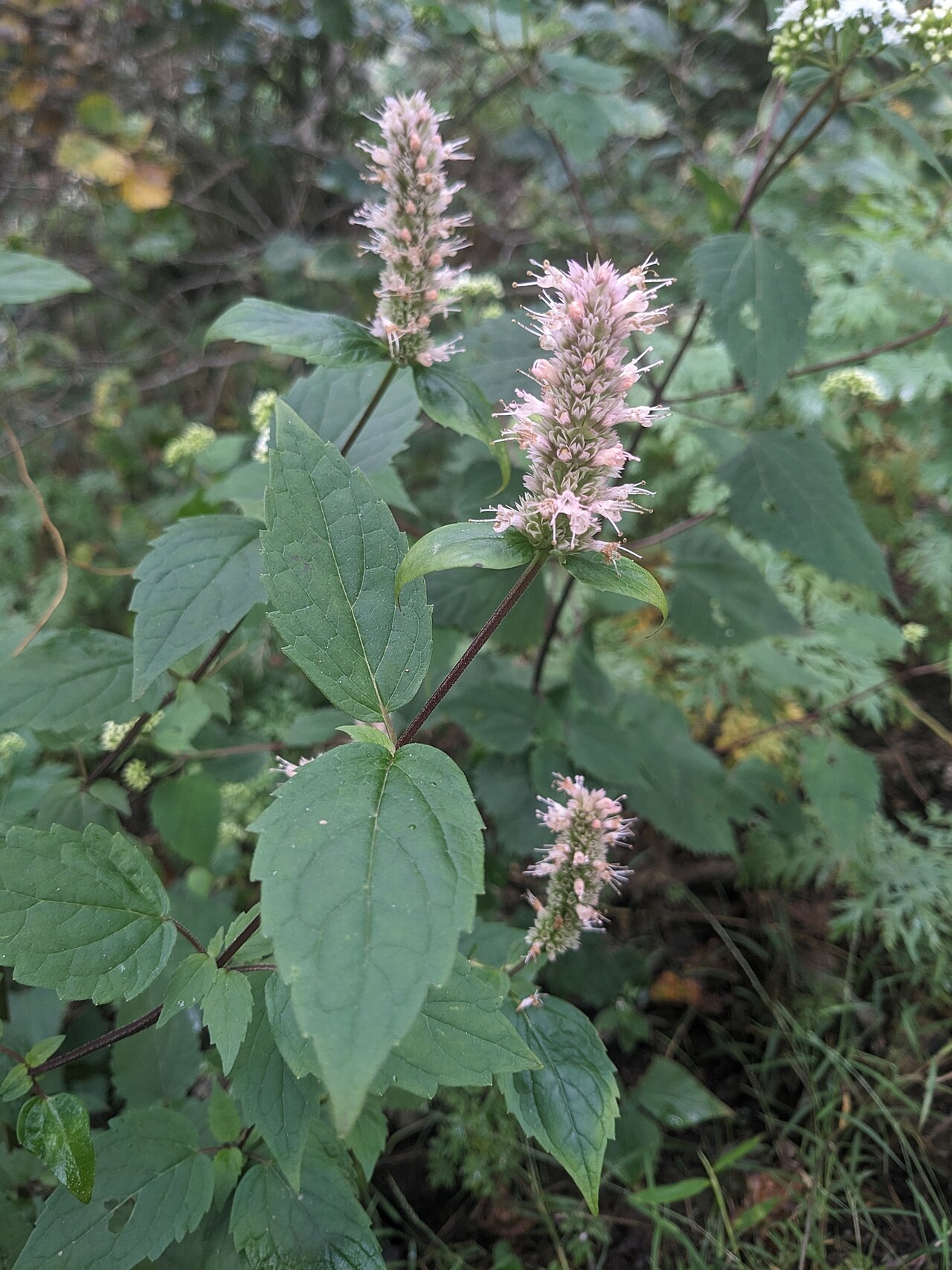 Purple giant hyssop: Purple giant hyssop ( Agastache scrophulariifolia ) in the United States