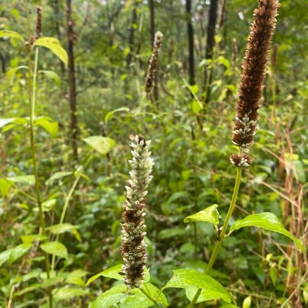 Purple giant hyssop (Agastache scrophulariifolia)