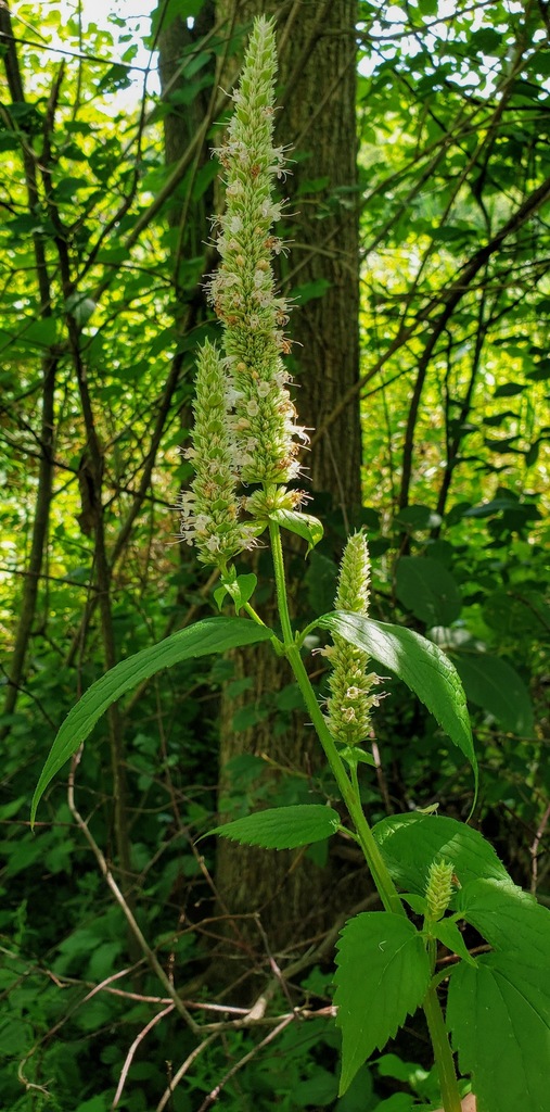 Purple giant hyssop (Agastache scrophulariifolia)
