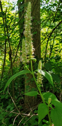 Purple giant hyssop (Agastache scrophulariifolia)