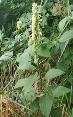 Purple giant hyssop (Agastache scrophulariifolia)