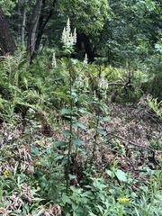 Purple giant hyssop (Agastache scrophulariifolia)