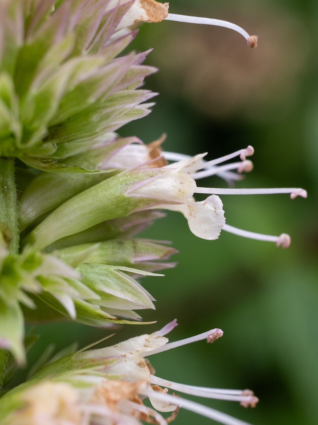 Purple giant hyssop: Purple giant hyssop ( Agastache scrophulariifolia ) in the United States