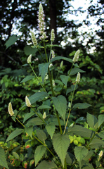 Purple giant hyssop (Agastache scrophulariifolia)