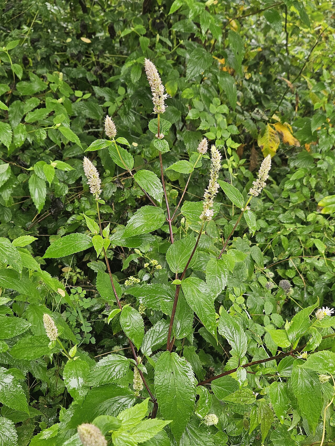 Purple giant hyssop: Purple giant hyssop ( Agastache scrophulariifolia ) in the United States