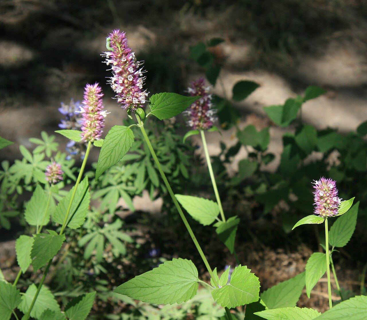 Nettleleaf giant hyssop: Horsemint, or giant hyssop, (Agastache urticifolia) leaves, stems (square), and flower clusters. Along High Trail above Agnew Meadows, Ansel Adams Wilderness, S