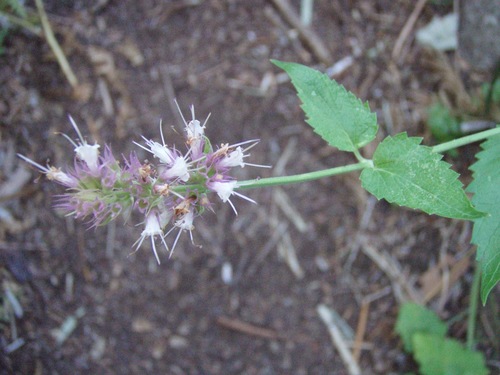 Nettleleaf giant hyssop (Agastache urticifolia)