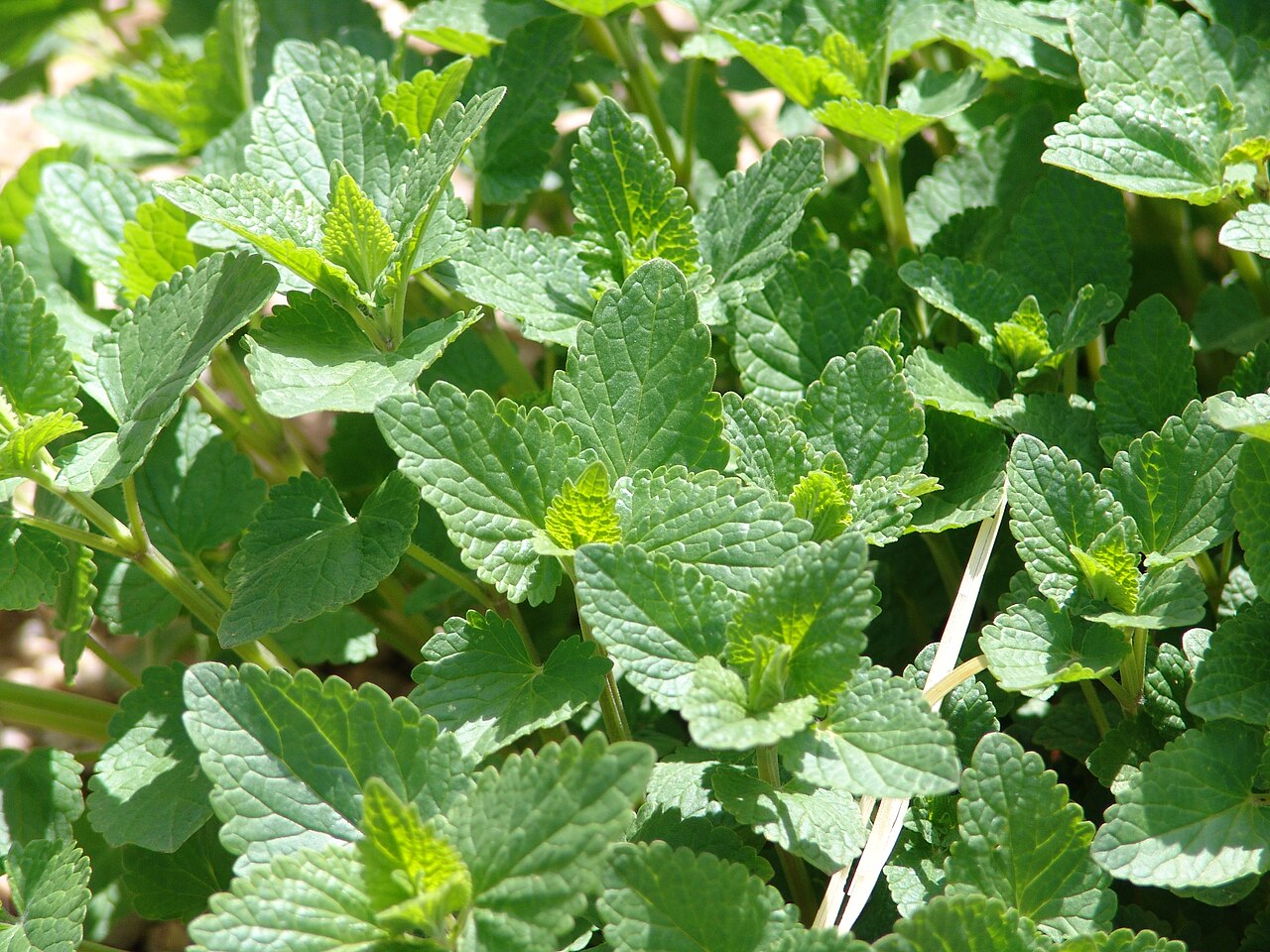 Nettleleaf giant hyssop: At Denver Botanical Garden, Colorado, USA